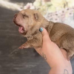 Maple - Red sable male Chinese Shar-Pei puppy in Lehigh Acres, Florida from Florida Wrinkles