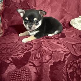 Gabby - Black and tan female Chihuahua puppy in Pounding  Mill, Virginia from Rosa's Chihuahuas
