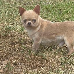 Killian - Chihuahua