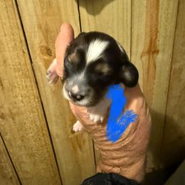 Boy 1 - Piebald male Dachshund puppy in Paisley, Florida from Pantheon Dachshunds