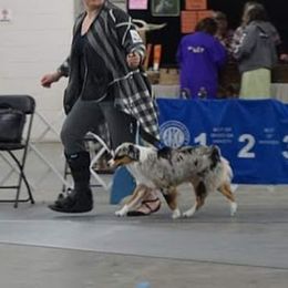 Miniature American Shepherd All Grown Up from Wx Kennels