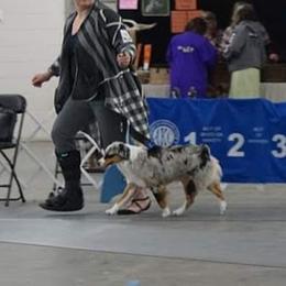 Miniature American Shepherd All Grown Up from Wx Kennels