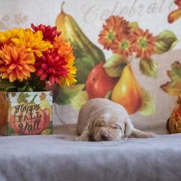 Labrador Retriever Puppies from Sun Ridge Labradors