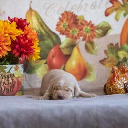 Labrador Retriever Puppies from Sun Ridge Labradors