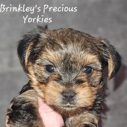 Daisy - Black and tan female Yorkshire Terrier puppy in West Plains, Missouri from Brinkley Yorkies