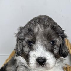 Sven - male Australian Mountain Doodle puppy in Jerome, Idaho from Tolman Acres
