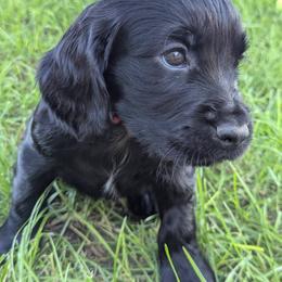 NOT A PET Working home only - Black male English Cocker Spaniel puppy in Phillips, Nebraska from Fenloch Gundogs