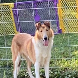 Azawakh, Collie, and Standard Schnauzer All Grown Up from Kokomo Kennels