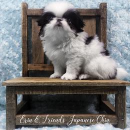 Q - Black tan and white male Japanese Chin puppy in Johnson City, Tennessee from Erin & Friends Japanese Chin