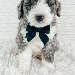 Yoda - Blue merle male Bernedoodle puppy in Otisville, Michigan from Danie’s Darling Doodles LLC