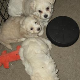 Maltipoo puppies from DeVall Maltipoos