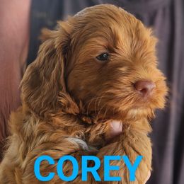 Corey - Red male Australian Labradoodle puppy in Ocala, Florida from Vinton Valley Australian Labradoodles