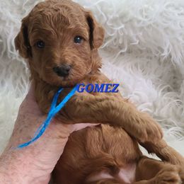 Gomez - Red  male Poodle puppy in Mansfield Center, Connecticut from Arrfs Poodles