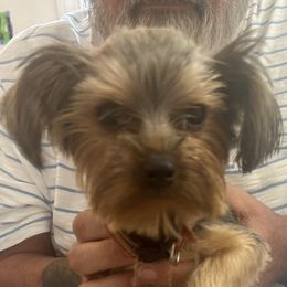 Brody - Yorkshire Terrier puppy in West Warwick, Rhode Island from Robyn’s Nest