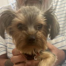 Brody - Yorkshire Terrier puppy in West Warwick, Rhode Island from Robyn’s Nest