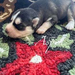Aspen - Gray and white female Siberian Husky puppy in Gardner, Kansas from Husky Love and Pups