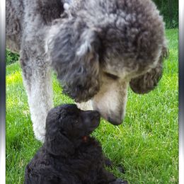 Poodle Puppies from Treasured Standard Poodles
