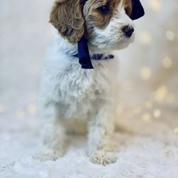 Goldendoodle Puppies from Castillo Family Farm