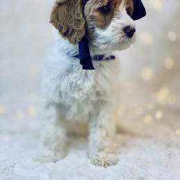 Goldendoodle Puppies from Castillo Family Farm