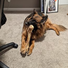 German Shepherd All Grown Up from Leah Willis