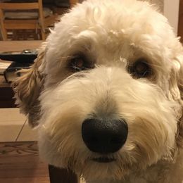 Goldendoodles from Patty Wood's Goldendoodles