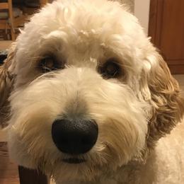 Goldendoodles from Patty Wood's Goldendoodles