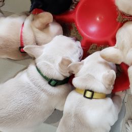 French Bulldogs from Bromstead French Bulldogs