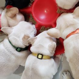 French Bulldogs from Bromstead French Bulldogs