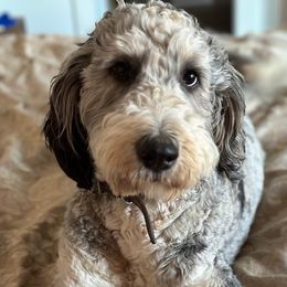 Nova - Bernedoodle