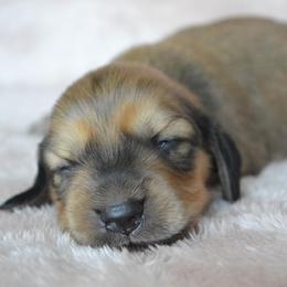 Dachshund Puppies from Dreamheart Dachshunds