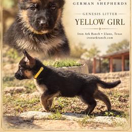 Goldie - Black and red female German Shepherd puppy in Llano, Texas from Von Ark German Shepherds