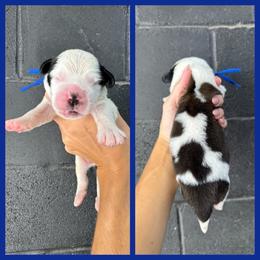 Blue - Mahogany and white male Saint Bernard puppy in Ladysmith, Wisconsin from Northwoods Saint Bernards