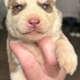 F1 - Red and white female Siberian Husky puppy in Virginia from WJKennels