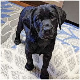 Goldendoodle, Labradoodle, Labrador Retriever, Poodle, and Sheepadoodle Puppies from Apple Creek Doodles
