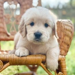 Love Letter - Golden male Golden Retriever puppy in Commerce, Georgia from Chirping Meadows Goldens