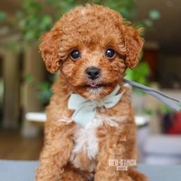 Goalie - Red male Cavapoo puppy in Salado, Texas from Red Ranch Dogs