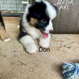 Don - Black tri male Miniature American Shepherd puppy in Eclectic, Alabama from Solid Rock Miniature American Shepherds