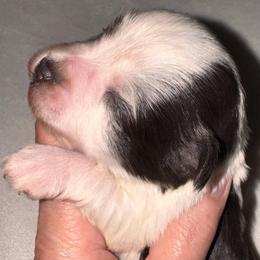 Liver parti girl - Parti female Miniature Schnauzer puppy in Pflugerville, Texas from K&K Precious Tx schnauzers
