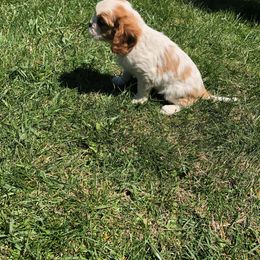 Cavalier King Charles Spaniel Puppies from Christina’s Cavaliers