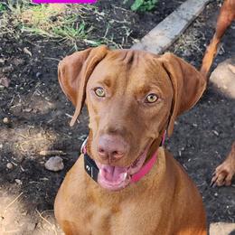 Rose - Vizsla