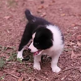 Boy 6 - male Border Collie puppy in Watkinsville, Georgia from Solaras Border Collies