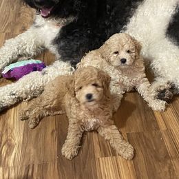 Maltipoo Puppies from Third Coast Maltipoos