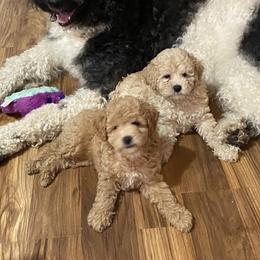Maltipoo Puppies from Third Coast Maltipoos