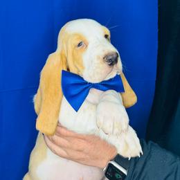 Blue - Lemon and white male Basset Hound puppy in Justin, Texas from S&G's Bassets