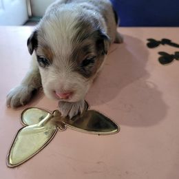 Miniature American Shepherd Puppies from Maureen Chappell's Miniature American Shepherds