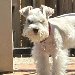 Miniature Schnauzers and Poodles from LR&R Dog Co.