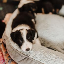 Old Time Scotch Collie Puppies from The Fiddlesticks Farm