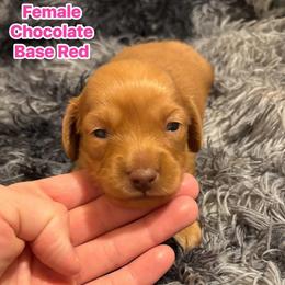 Girl - Sable female Dachshund puppy in Whitesboro, Texas from Whitesboro Dachshund