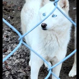 Siberian Husky All Grown Up from Tundra Storm Siberians
