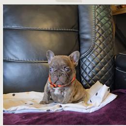 Boy 1 - Brindle and white male French Bulldog puppy in North Branch, Minnesota from Halverson Bulldogges